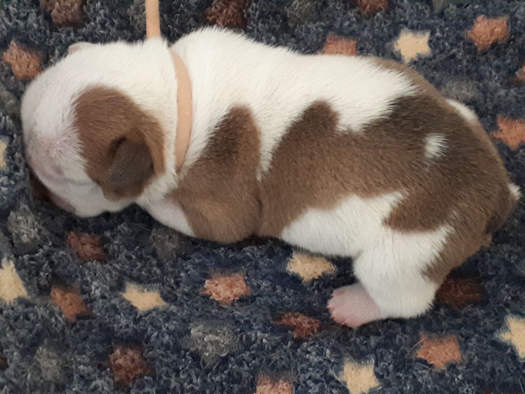 Du clos sara - Chiots disponibles - Bulldog Anglais