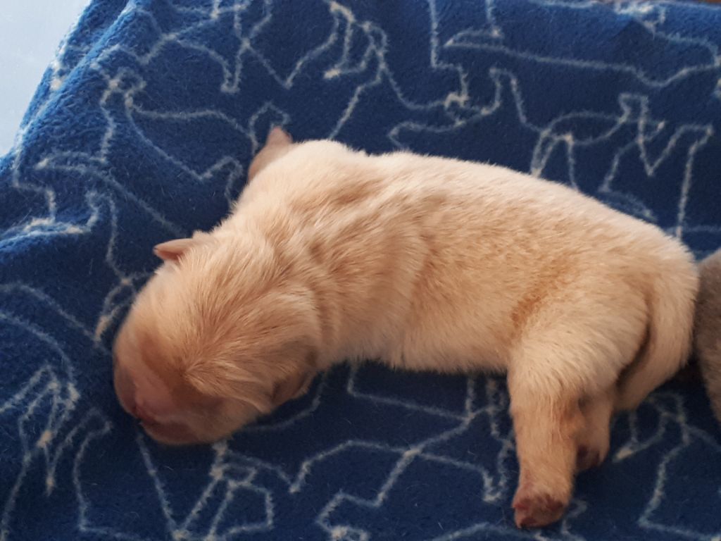 Du clos sara - Chiots disponibles - Chow Chow
