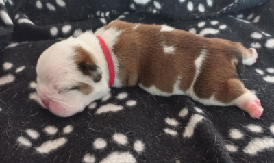 CHIOT 4