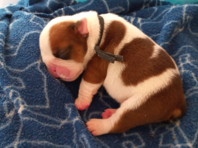 CHIOT 6