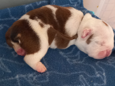 CHIOT 7