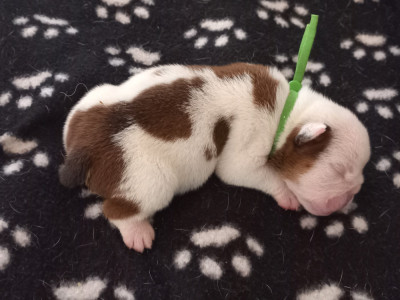 CHIOT 5