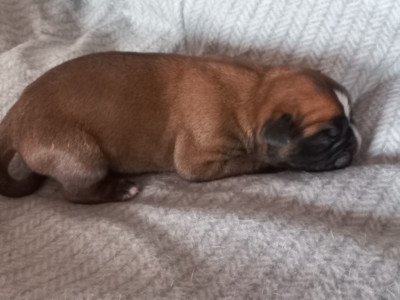 CHIOT 1