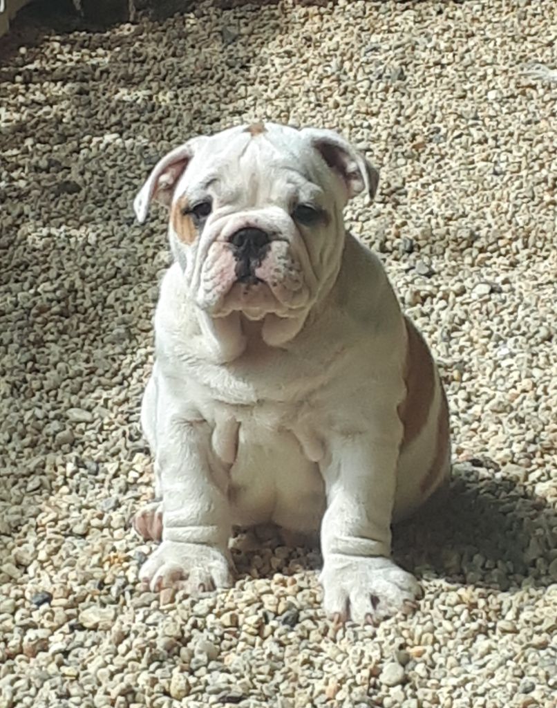 Du clos sara - Chiots disponibles - Bulldog Anglais