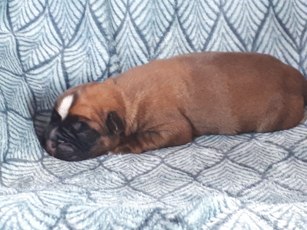 Du clos sara - Chiots disponibles - Boxer