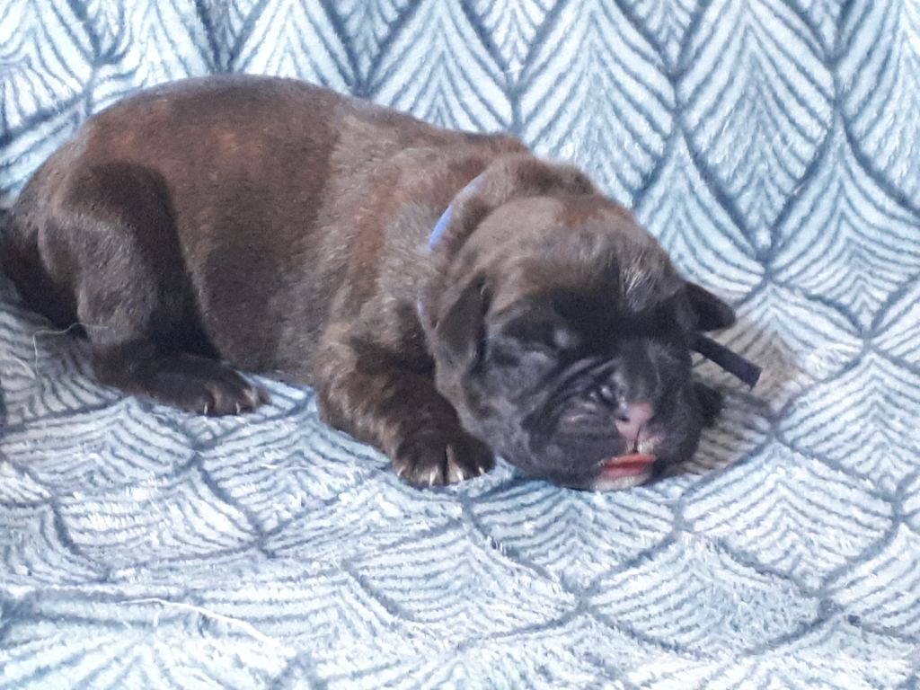 Du clos sara - Chiots disponibles - Boxer